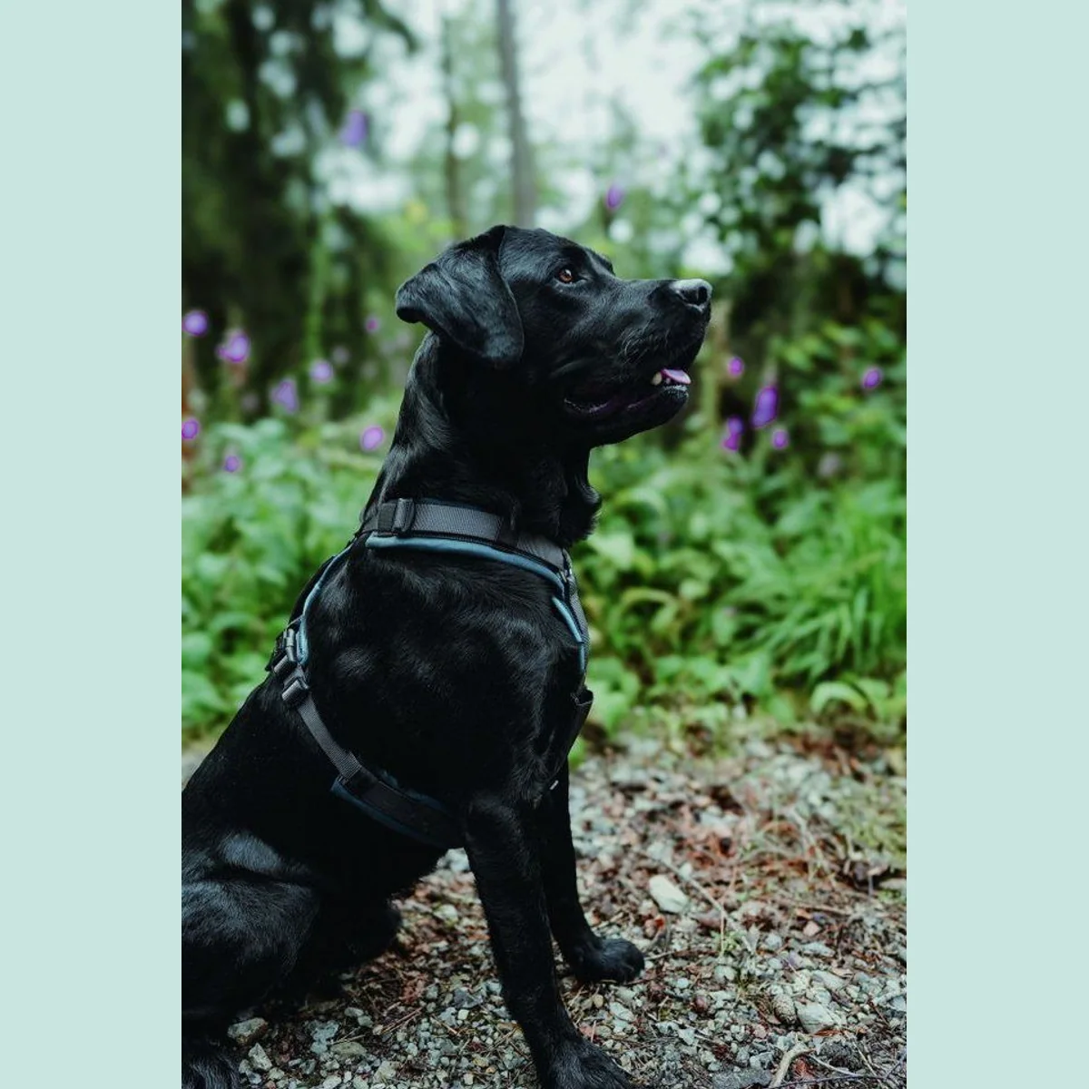 Hunter Maldon Up Hundegeschirr, Y-Form, weich gepolstert, reflektierend 3