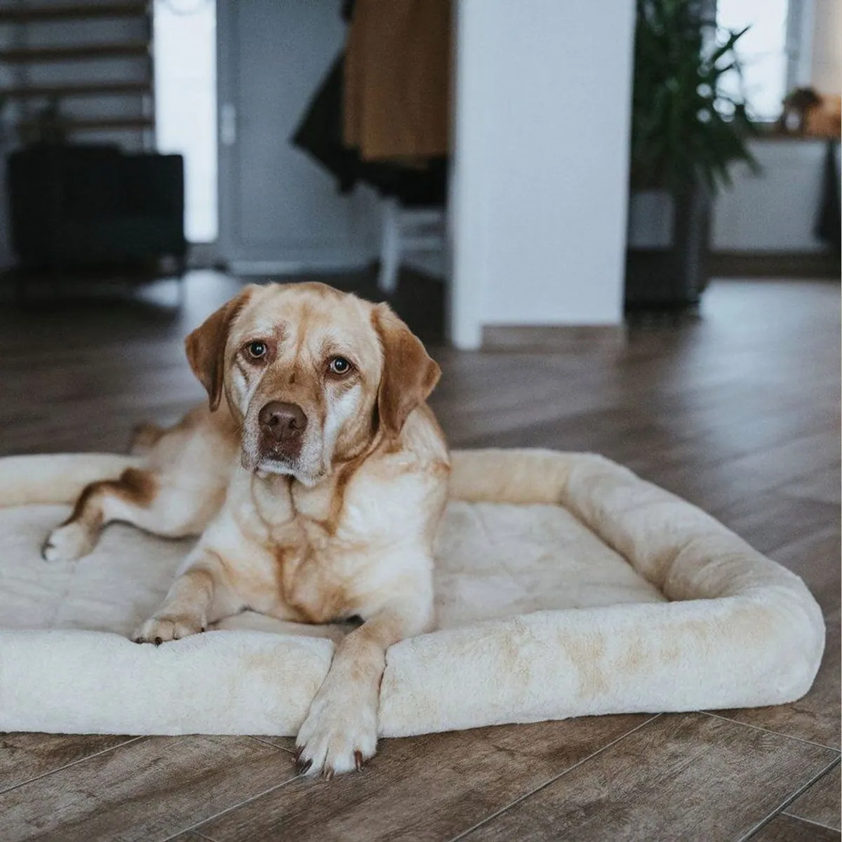 Hunter Vermont Cozy Hundematte, vielseitig einsetzbar, rutschhemmend, waschbar 3