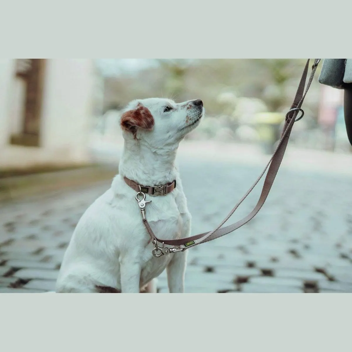 Hunter Inari Führleine für Hunde, verstellbar, weich und reißfest — 200 cm, beige 2