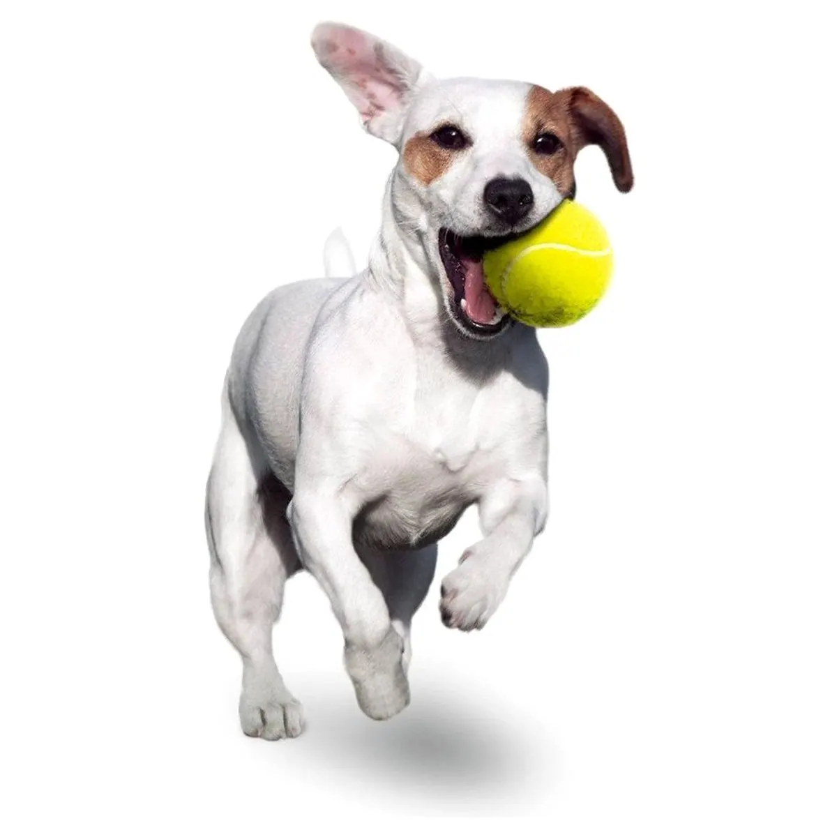 Karlie Tierball Hundespielzeug, 12er Set mit Pfötchendruck, langlebig und vielseitig 4