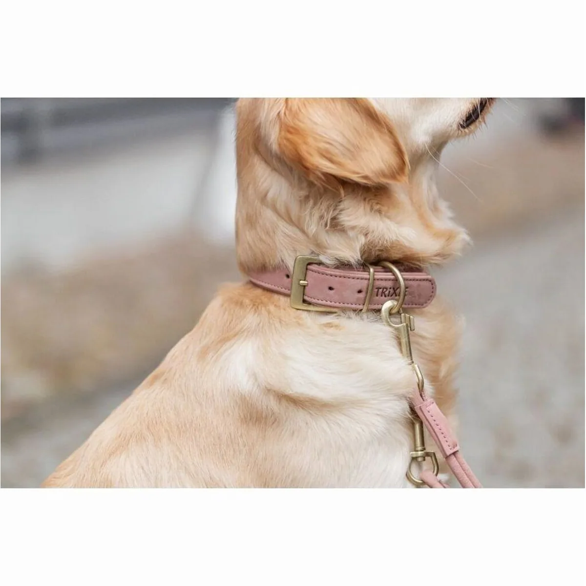 Trixie Pure Hunde-Halsband, extra breites Lederhalsband in Rosa, 25–31 cm/25 mm 2