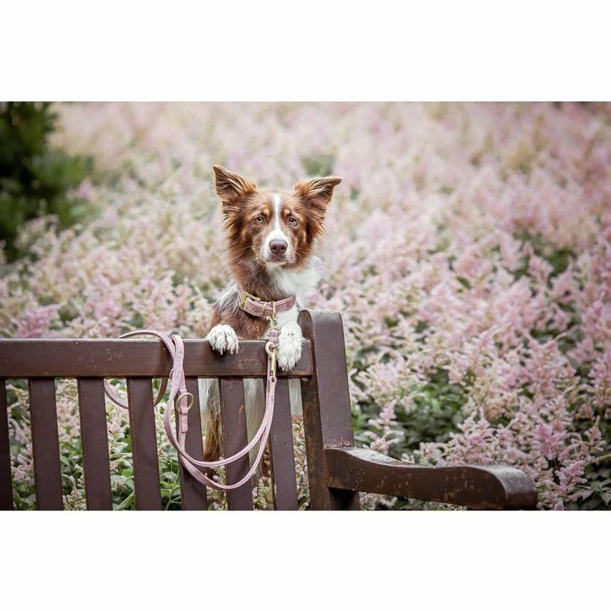 Trixie Pure Hunde-Halsband, extra breites Lederhalsband in Rosa, 25–31 cm/25 mm 3